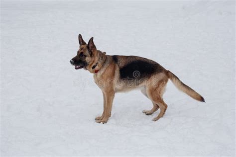 Cute German Shepherd With Black Mask Is Standing On The White Snow Pet