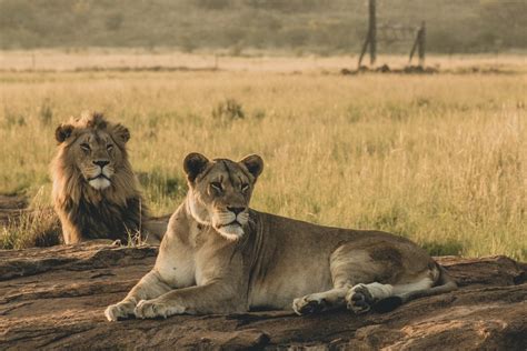 Lion And Lioness Their Roles And Differences In The Pride Safari Near