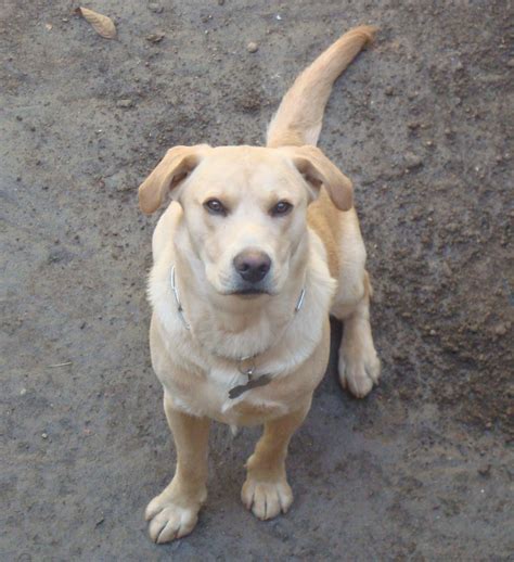 Atlas El Cachorrito Labrador