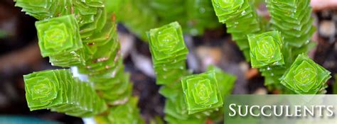 Despite this, many people envision cacti growing in pure sahara desert sands with practically no water. Desert Landscaping Plants Mesa Arizona | A&P Nursery