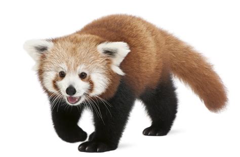 The Red Panda With A Wild Population Estimated At By Alexa Sprenger