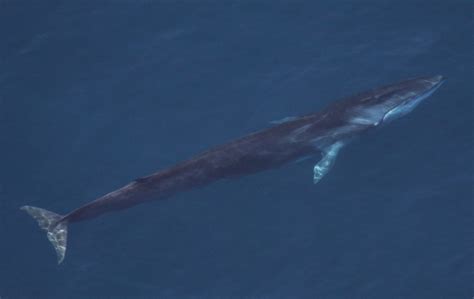 Endangered Whales Are Being Sold As Dog Treats To Rich People In Japan