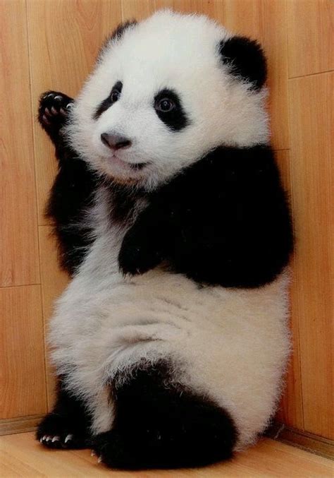 Pin De Auxi Alva En Oso Panda Osos Panda Imagenes De Pandas Tiernos