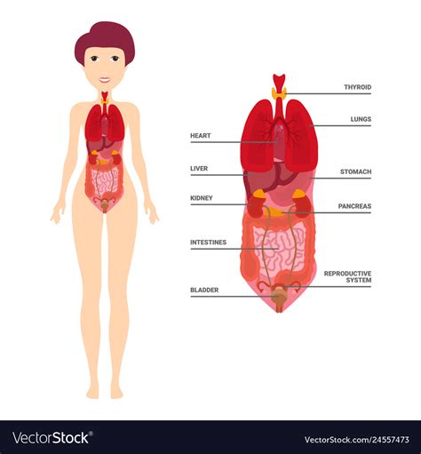 Female anatomical figure, with internal view of organs wellcome l0041281.jpg 2,820 × 4,004; Female Human Anatomy Internal Organs Diagram