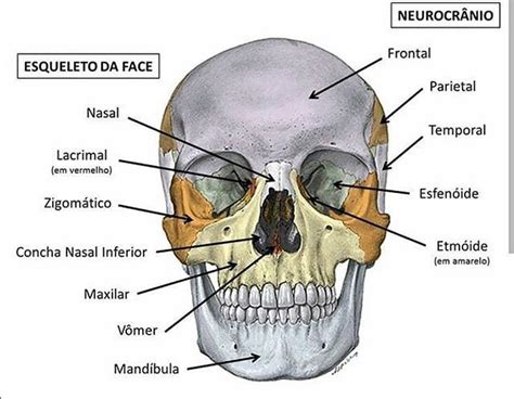 Human Skull Anatomy Human Anatomy And Physiology Medical School Quotes Medical Art Medical