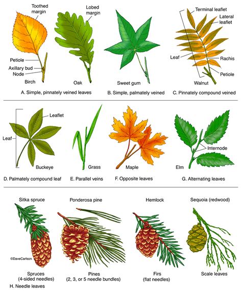 Leaf Types Morphology Carlson Stock Art