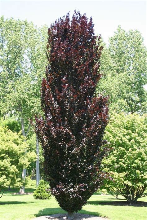 Fagus Sylvatica Red Obelisk Dawyck Purple Beech