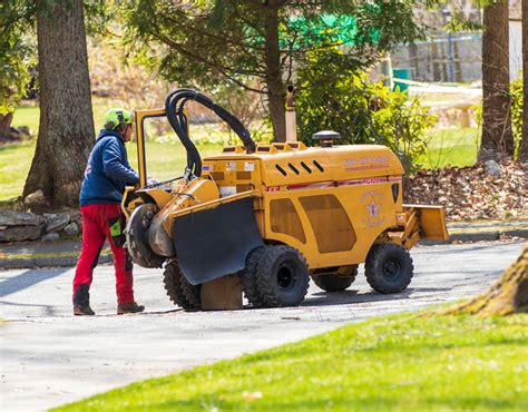 Stump Grinding Faqs What You Need To Know About Stump Removal