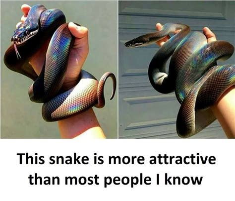 This Snake Scary Animals Cute Reptiles Cute Snake