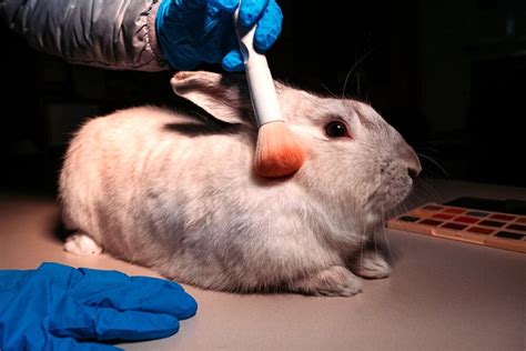 Behind The Scenes Of Rabbit Testing In The Lab