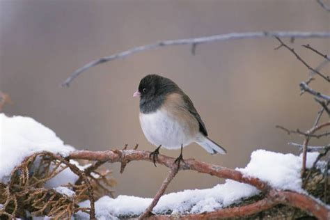 How Do Birds Survive The Winter Scienceblogs