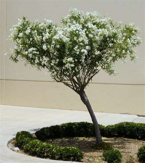 White Nerium Oleander Tree Ubicaciondepersonascdmxgobmx
