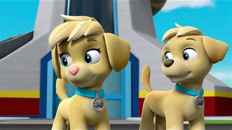 What Are The Twin Pups Names In Paw Patrol Pets Lovers