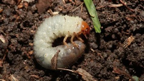 Are Grubs Good For The Garden Heres The Truth How Does Your Garden Mow
