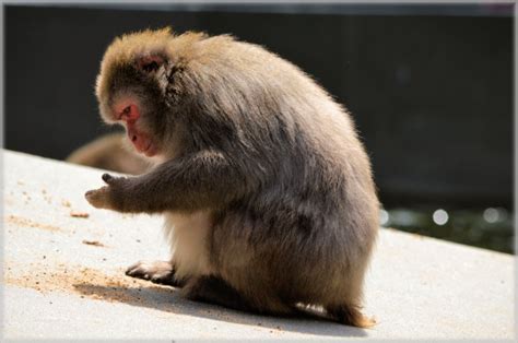 Monkey Business 5 Series 3 Free Stock Photo Public Domain Pictures