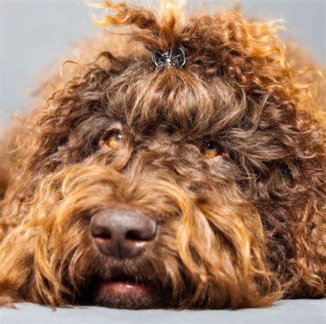 Dogs That Have Curly Hair