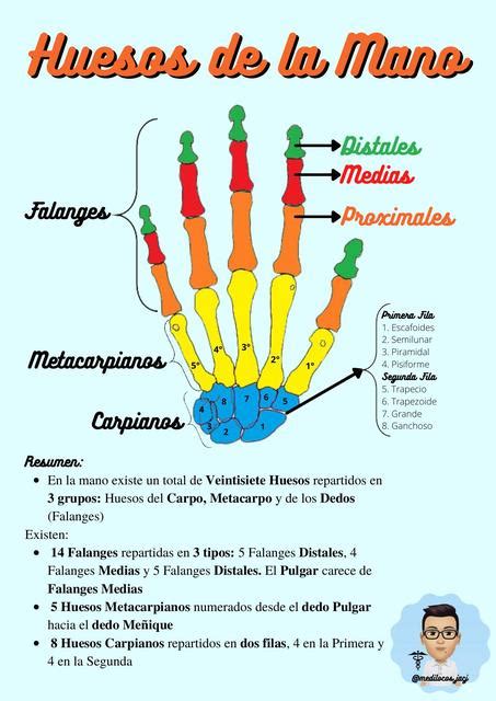 Anatomía Udocz