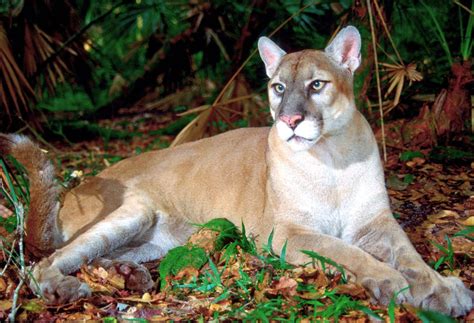 First Florida Panther Death Of 2023 Reported In Collier County