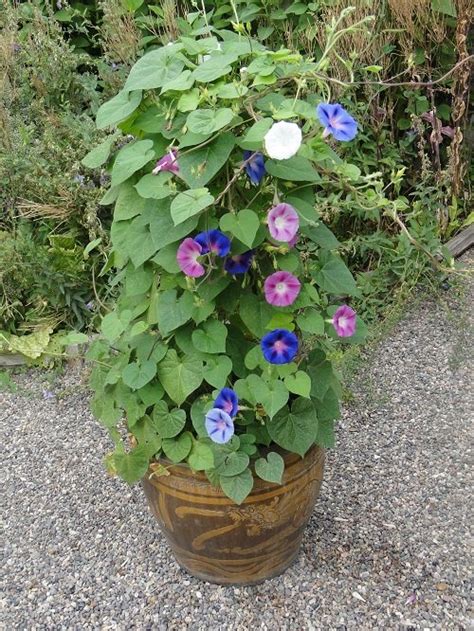 How To Grow Morning Glory In Pots Balcony Garden Web