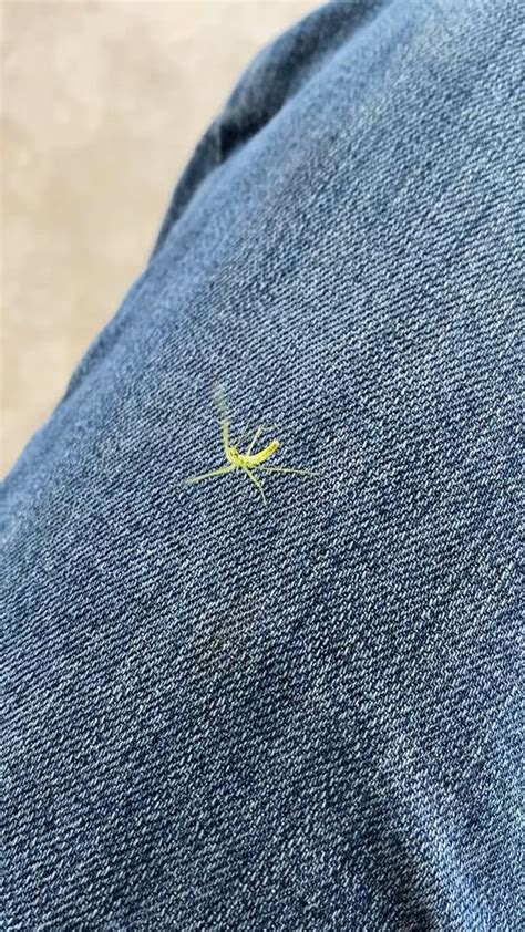 Hes Still In My Hair Rwhatsthisbug