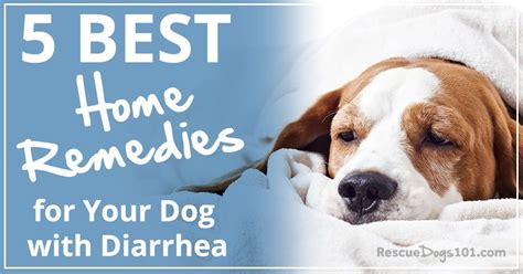 Very helpful with the different. 5 Best Home Remedies for Your Dog with Diarrhea - Rescue ...