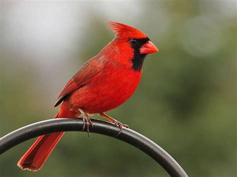 Birds Of America All About The Cardinal Grosbeak Bird Watch Hq