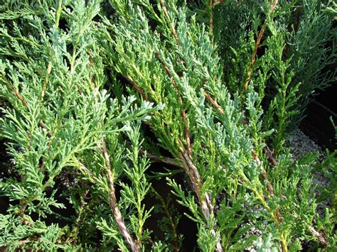 Juniperus Horizontalis Creeping Juniper North Carolina Extension