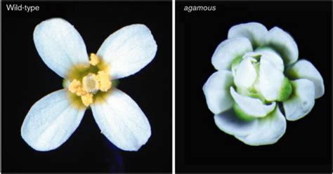 Flower Development Repressing Reproduction Current Biology