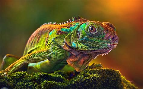 Wallpaper Hd Camaleon Some Lizards Change Color Very Quickly