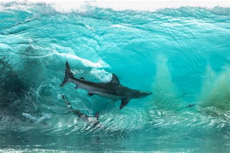 2 Sharks Captured In Mesmerizing Glassy Wave Photo