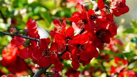 Red Cherry Blossom In Closeup Photography Free Image Peakpx