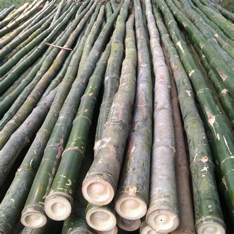 Jual Bambu Ampel Bambu Crucuk Bambu Steger 6m Lebih Kab Karawang