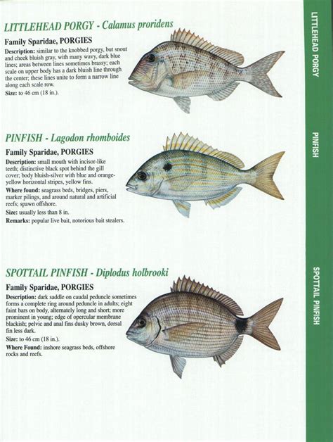 Crystal River Fishing Report Florida Gulf Fish Identification Charts