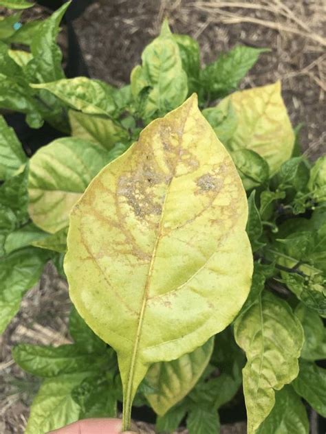 Causes Of Pepper Leaves Yellowing Ukstate