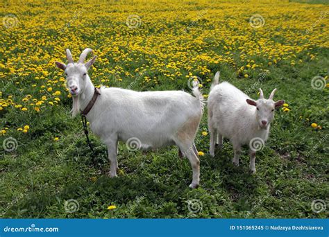 A White Goat With A Kid Grazing In A Meadow Stock Image Image Of
