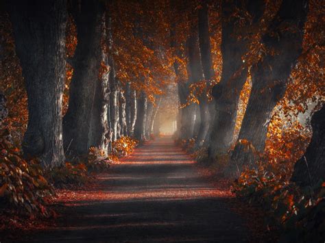 Pathway Wallpaper 4k Forest Autumn Leaves Trees Woods Sun Rays