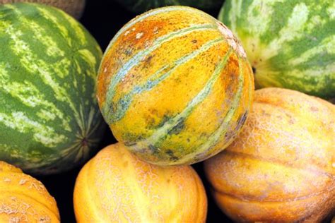 Melons 101 How To Pick Ripe Melons And 12 Varieties You Need To Try Kqed