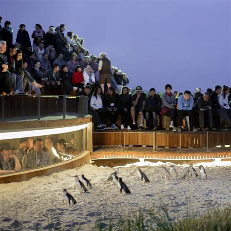 Phillip Island Penguin Parade Day Tour One Stop Adventures