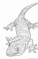 Coloring Lizard Printable Tokay Monitor Adult Reptile Animals Colouring Adults Pokemon Vuxna Coloringpages101 Målarbild Related Dragons Printcolorcraft sketch template
