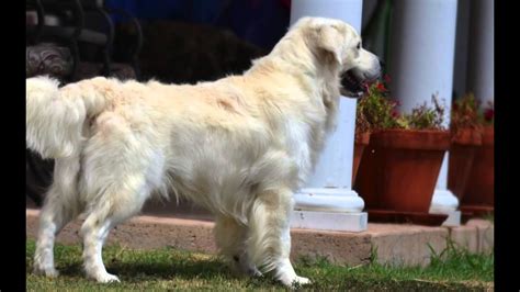 Look at pictures of golden golden retrievers boast golden coats that vary from cream to a rich golden hue. English Cream Golden Retriever Puppy Champion - YouTube