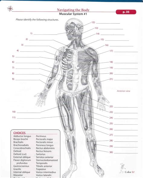 Anterior Muscle System Muscle Structure Contraction Labeling Pdf