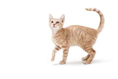 Cat Side View Stock Photos Pictures And Royalty Free Images Istock