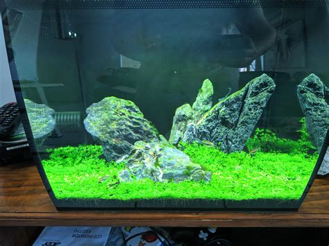 Planted Aquarium Custom 33 Long I Planted For My Two Axolotls My