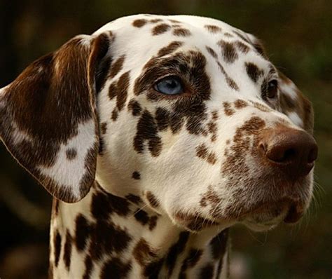 purebred animals  registered dogs breeders dogs  united states  pickapaw dalmatian