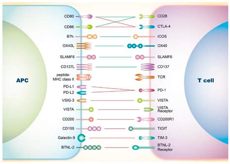 Cells Free Full Text The Role Of Immune Checkpoint Receptors In