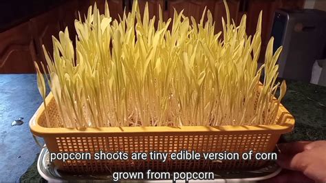 How To Grow Yellow Popcorn Microgreen Youtube