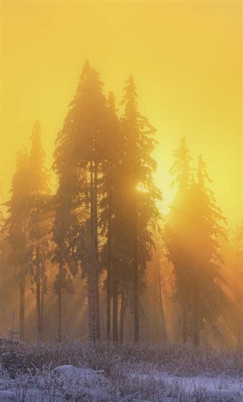 1280x2120 Yellow Sky Sunbeam Sunrise Trees Winter Season Iphone 6 Hd