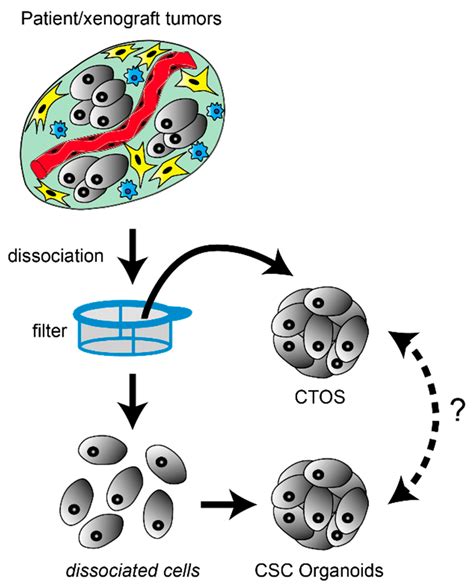 Cells Free Full Text Application Of Cancer Organoid Model For Drug