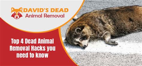 Dead Animal Removal Top 4 Ways To Remove Dead Animal