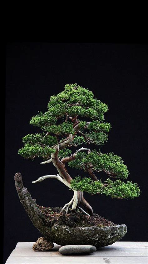 Artful Cool Looking Bonsai Trees Premade Buy Online Buy Bonsai Tree